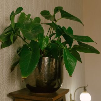 Brass Plant Stand — Woven Brass & Wrought Iron